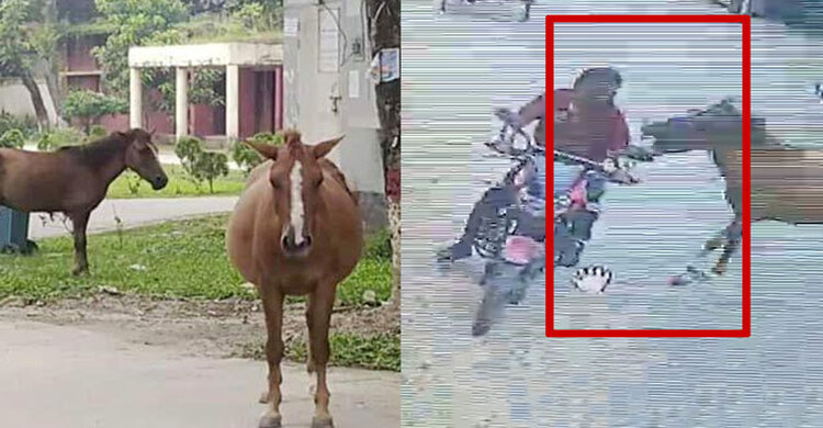 ফরিদপুরে পাগলা ঘোড়ার কামড়ে আহত ২০