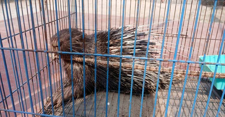 নির্মাণাধীন ভবনের পিলারের গর্তে শজারু, উদ্ধার করলো ফায়ার সার্ভিস