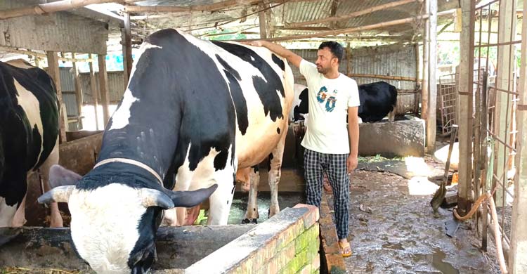 ফরিদপুরের সবচেয়ে বড় গরু রাজা-বাদশা