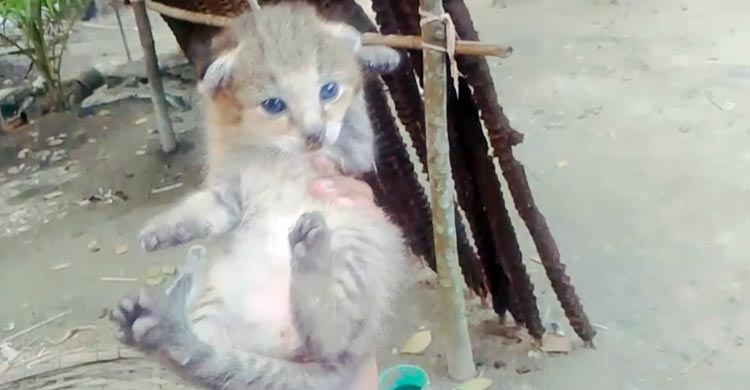 ধানক্ষেত থেকে মেছো বিড়ালের তিন ছানা উদ্ধার