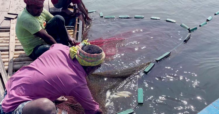 পদ্মার বুকে বাঁশের বাঁধে নিধন হচ্ছে শতশত মণ জাটকা