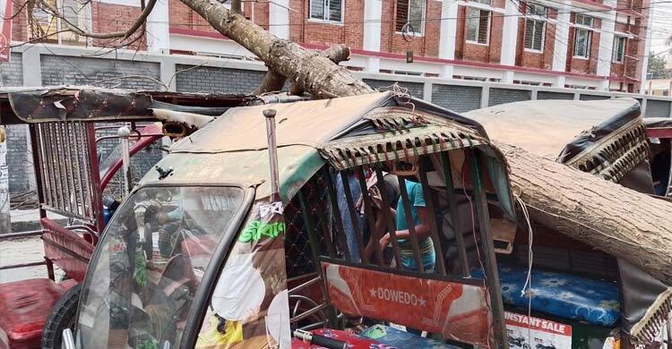 সড়কের ওপর হঠাৎ ভেঙে পড়লো গাছ, অলৌকিকভাবে রক্ষা পেলেন যাত্রীরা