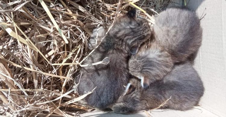 ধানক্ষেত থেকে মেছো বিড়ালের তিন ছানা উদ্ধার