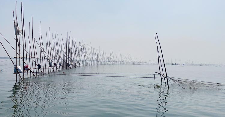 পদ্মার বুকে বাঁশের বাঁধে নিধন হচ্ছে শতশত মণ জাটকা