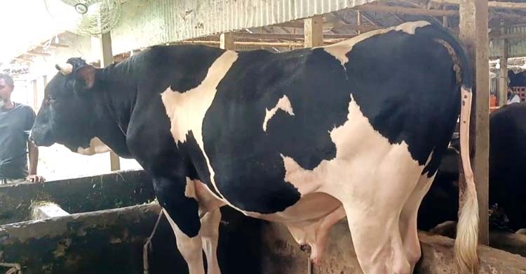 ফরিদপুরের সবচেয়ে বড় গরু রাজা-বাদশা