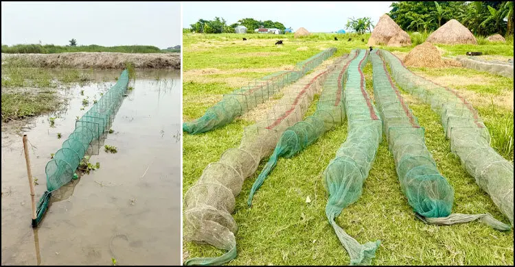 নিষিদ্ধ চায়না দুয়ারির ব্যবহারে কমছে মাছ, নির্বিকার প্রশাসন
