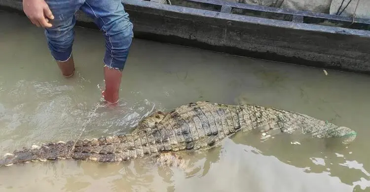 পদ্মায় জেলেদের বড়শিতে উঠে এলো কুমির