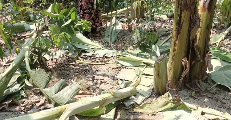 শত্রুতার বলি কৃষকের ২০০ গাছ