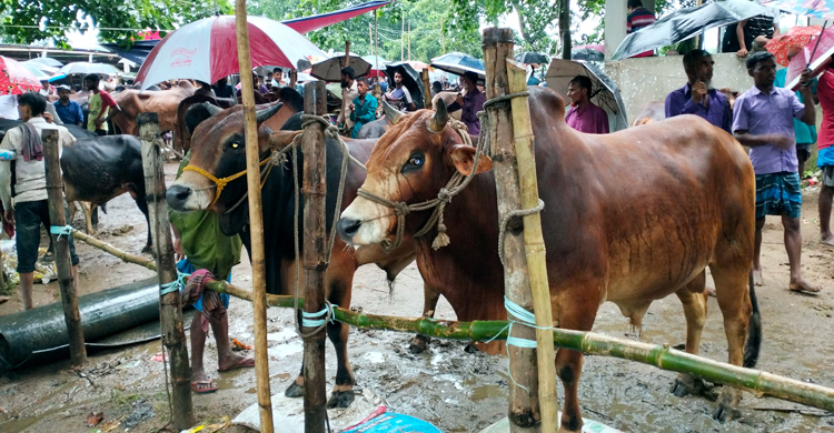 পুঁজির অভাবে গড়ে উঠছে না পর্যাপ্ত গরুর খামার