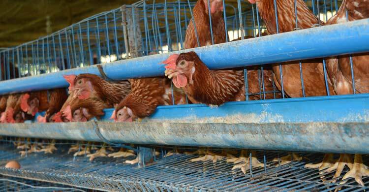 উৎপাদন খরচের চেয়ে কমছে ডিমের দাম, রাজশাহীতে বন্ধ হচ্ছে ছোট খামার