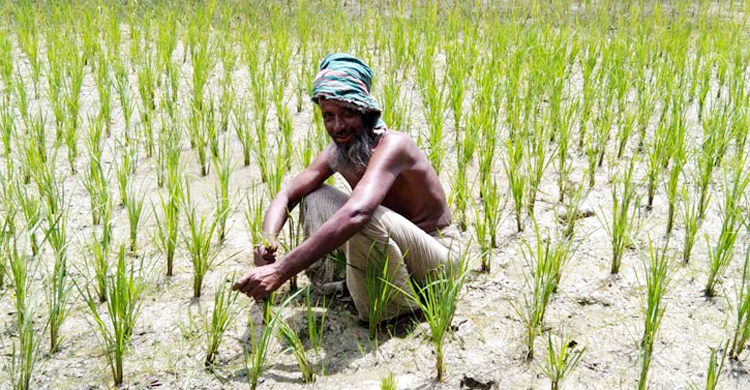 খরতাপে বন্দি বৃষ্টি, পানিশূন্য বীজতলায় দিশেহারা কৃষক