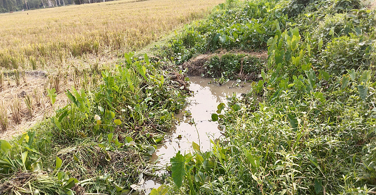 পানি নিষ্কাশনের একমাত্র খাল ভরাট, দুর্ভোগে কৃষক