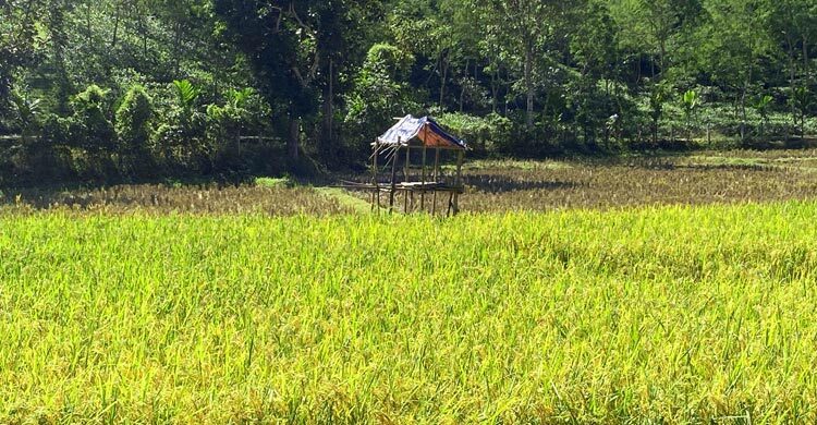 মৌলভীবাজারে রাত হলে ফসলি জমিতে শূকরের হানা