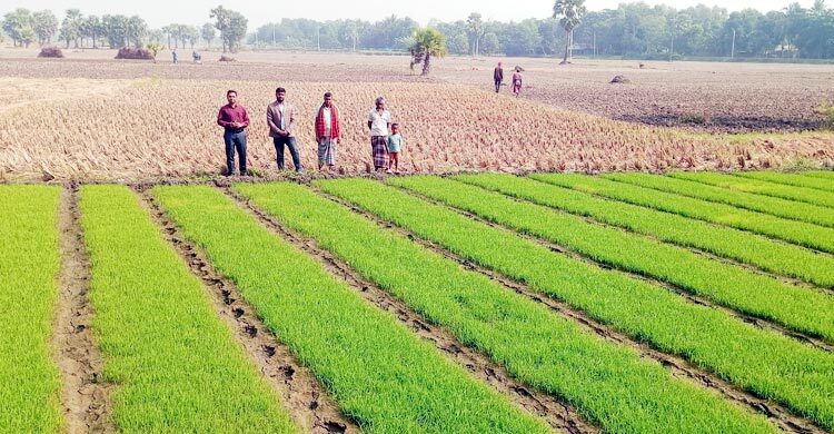 নড়াইলে ন্যায্য দামে সার না পাওয়ার অভিযোগ কৃষকদের