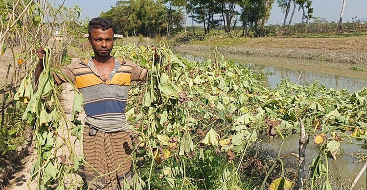 শতাধিক লাউ গাছ কেটে ফেললো দুর্বৃত্তরা, ফসল হারিয়ে দিশেহারা কৃষক