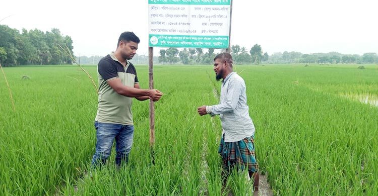নড়াইলের পাম্পে ডিজেল সংকটে বিপাকে কৃষকরা