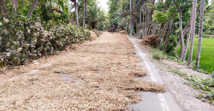 মহাসড়কে ফসল মাড়াইয়ের হিড়িক, দুর্ঘটনার আতঙ্কে চালক-যাত্রীরা
