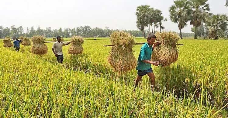 ১০ হাজার টাকার নিচে কৃষিঋণ মওকুফে ১৫৬৭ কোটি টাকা বরাদ্দ