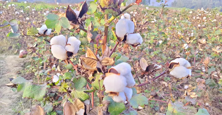 তুলা চাষ