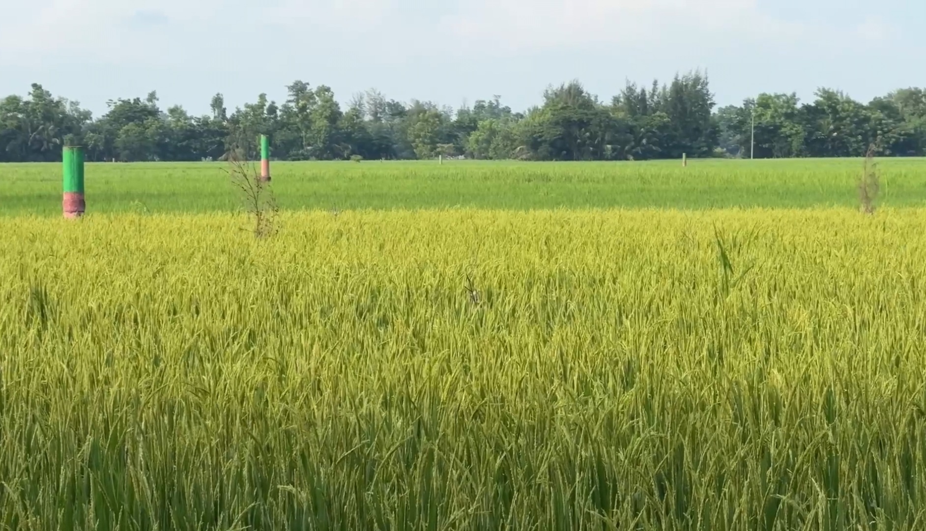 ফেনীতে আমনের বাম্পার ফলনে কৃষকের মুখে হাসি