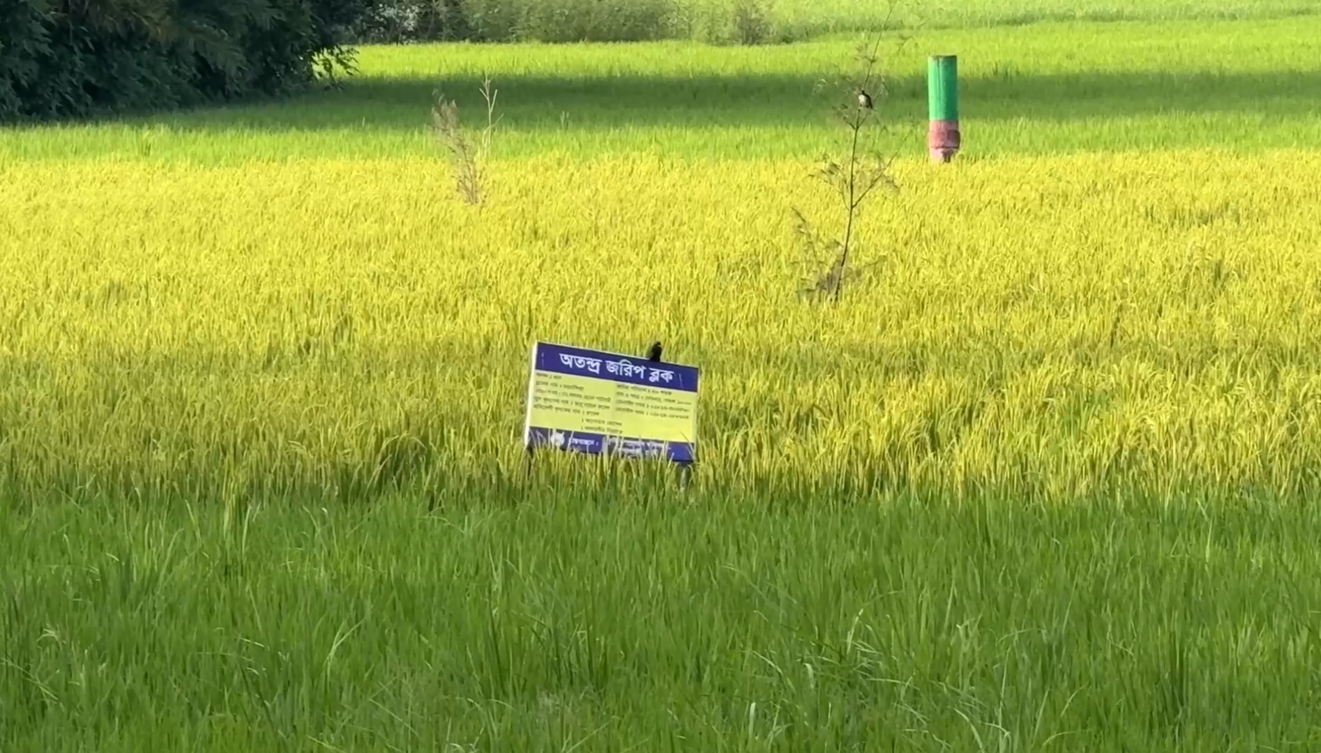 ফেনীতে আমনের বাম্পার ফলনে কৃষকের মুখে হাসি