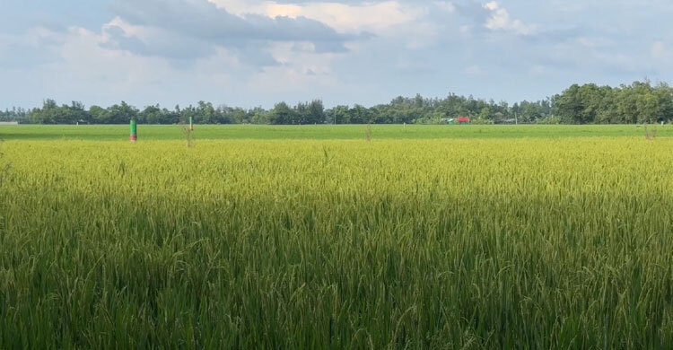 ফেনীতে আমনের বাম্পার ফলনে কৃষকের মুখে হাসি