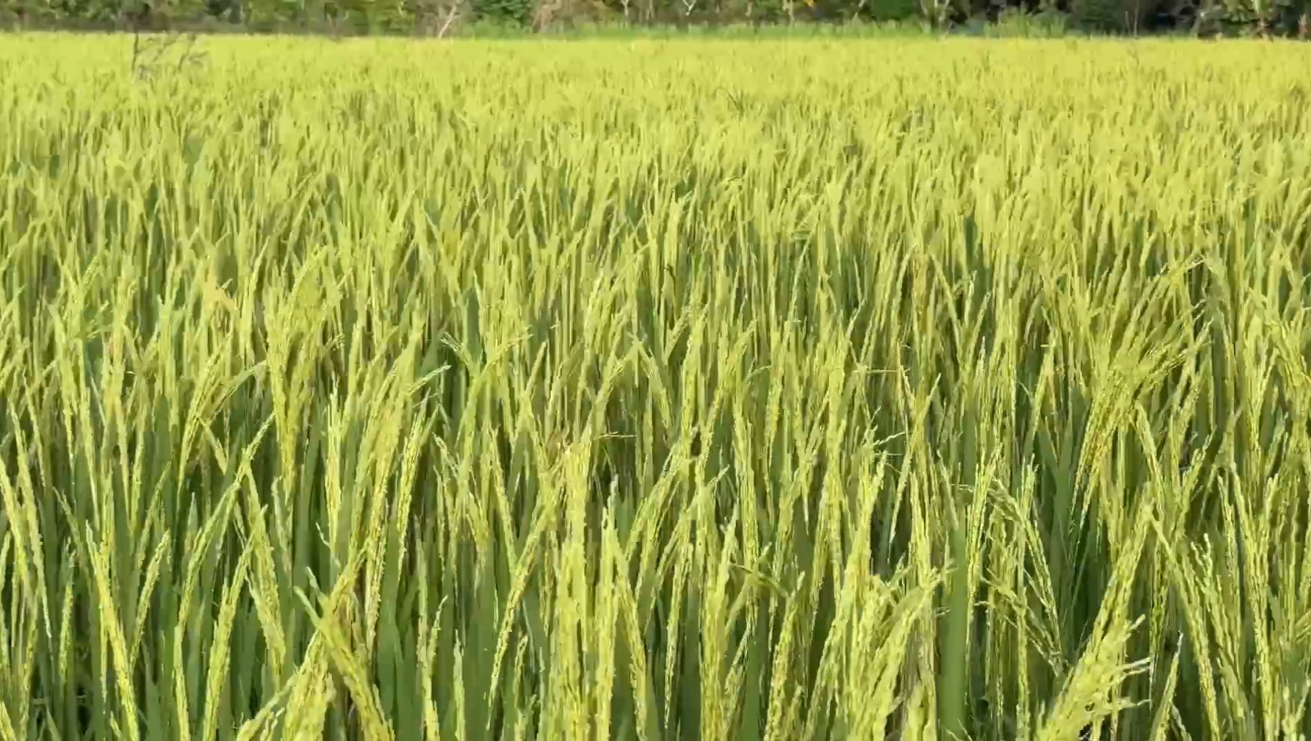 ফেনীতে আমনের বাম্পার ফলনে কৃষকের মুখে হাসি