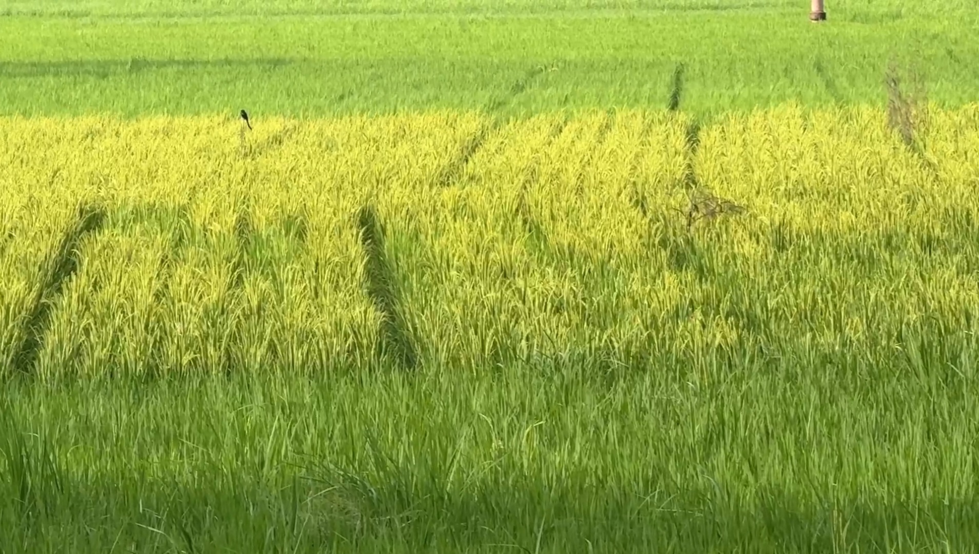 ফেনীতে আমনের বাম্পার ফলনে কৃষকের মুখে হাসি