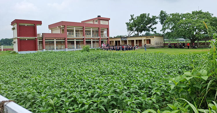 চাক‌রি না দেওয়ায় ক্ষুব্ধ হয়ে স্কুল মাঠে পাট চাষ