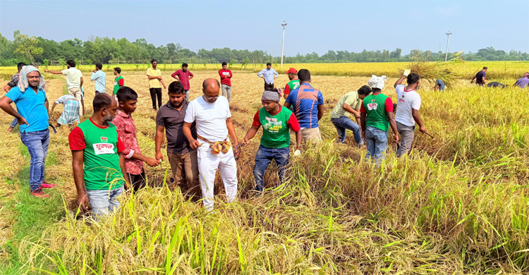 ফেনীতে ২০ বর্গা চাষির ধান কেটে দিলেন বিএনপির নেতাকর্মীরা