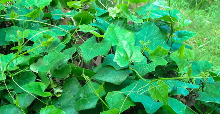 তেলাকুচা পাতার যত উপকারিতা