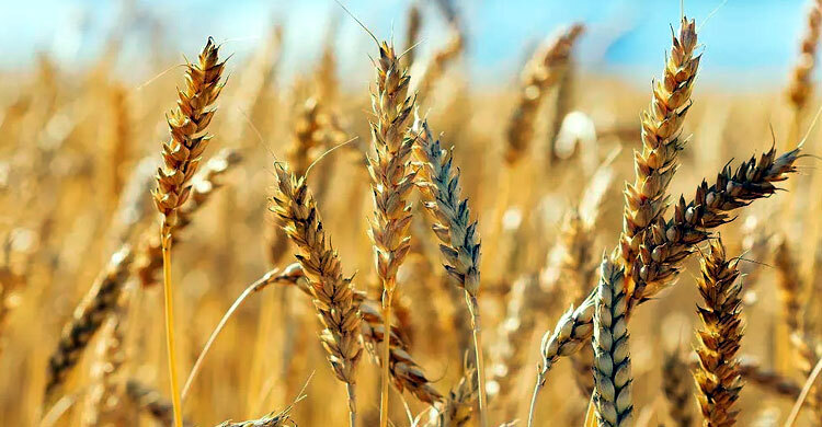 দাম একটু বেশি হলেও যুক্তরাষ্ট্রের গমে প্রোটিন বেশি