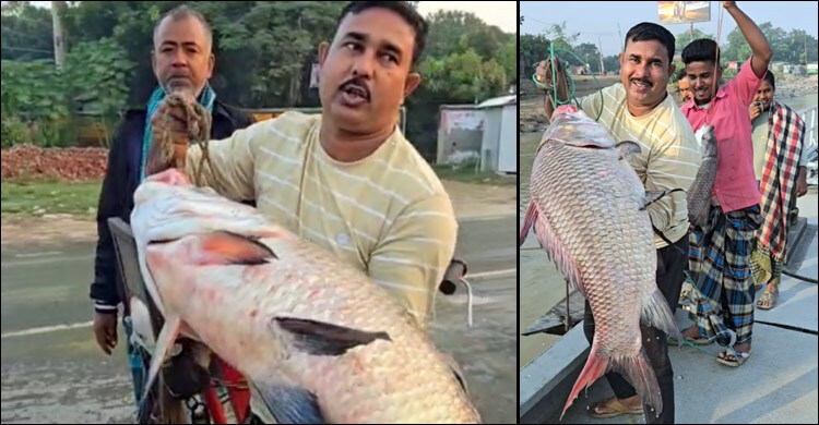 দৌলত‌দিয়ায় এক কাত‌ল ৫২ হাজারে বি‌ক্রি