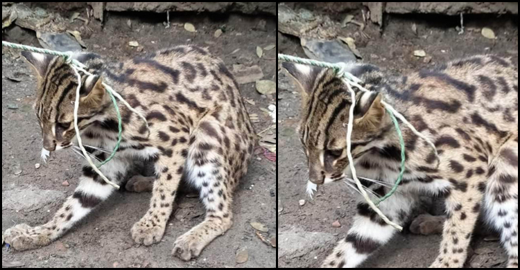 টেকনাফে মেছো বাঘের বাচ্চা উদ্ধার, পরে বনে অবমুক্ত