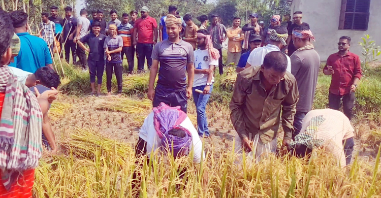 ফেনীতে উৎসবের আমেজে কৃষকের ধান কাটলো ছাত্রলীগ