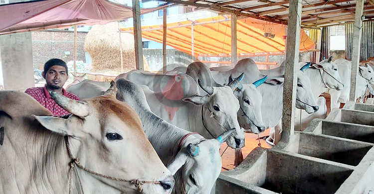 কোরবানির জন্য ফেনীতে ১ লাখের বেশি পশু প্রস্তুত
