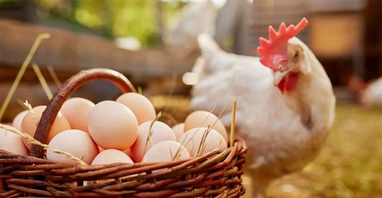 ডিম নিয়ে ৭ ভ্রান্ত ধারণা