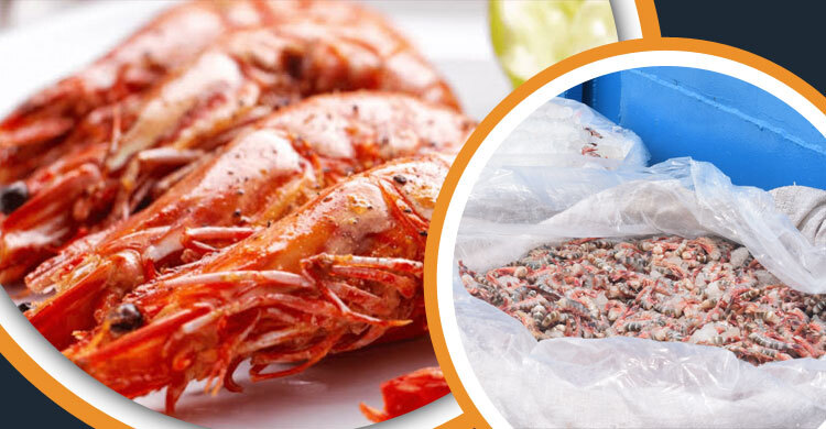 বরফের ঘুমে লাল চিংড়ি: বঙ্গোপসাগর থেকে নীরব বিদেশযাত্রা