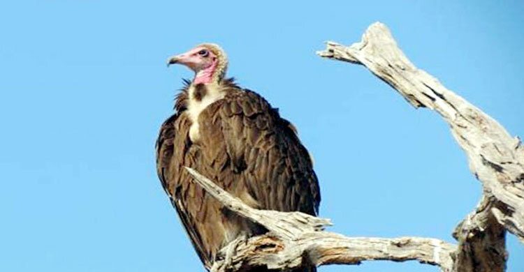 প্রাকৃতিক সুইপার খ্যাত ‘শকুন’ বিলুপ্তপ্রায়