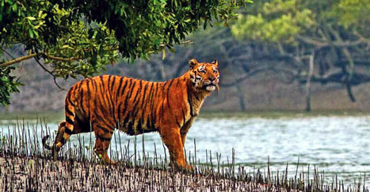 সুন্দরবনে আবার বাঘ বাড়ছে
