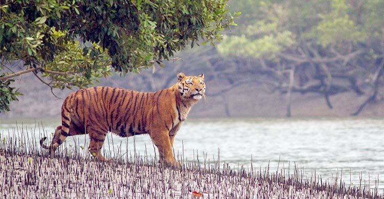 প্রাণীকুল বাঁচলেই বাঁচবে পৃথিবী