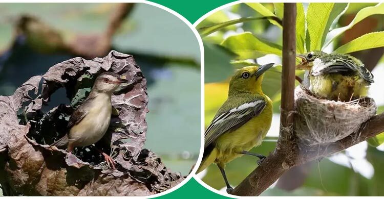 রাজধানীতে ফুরোচ্ছে পাখির আবাস