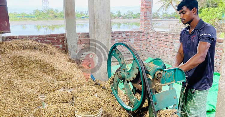 তিনটি গরু দিয়ে যে গল্পের শুরু