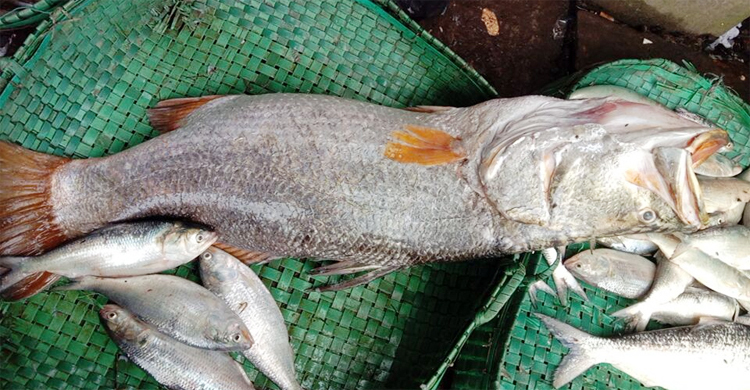 বড় ফেনী নদীতে ধরা পড়লো ২০ কেজির কোরাল