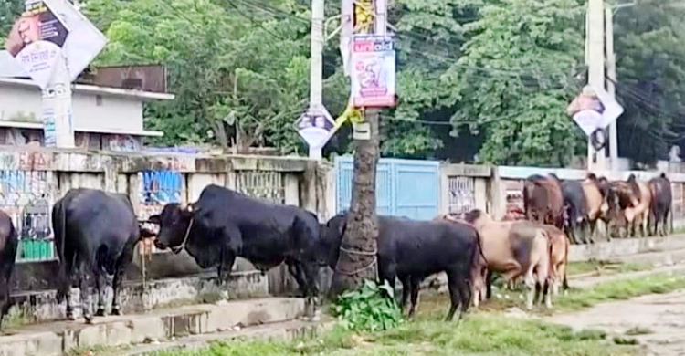 শোক দিবসে ফেনীতে ১০০ গরু জবাই করে কাঙালি ভোজের আয়োজন
