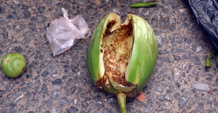 এক বেগুনে ১৬০০ পিস ইয়াবা!