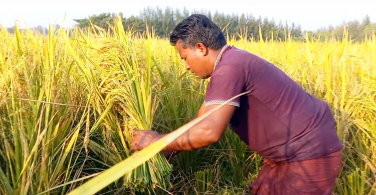 চড়া মজুরিতে ধান কাটতে পারছেন না কৃষকরা