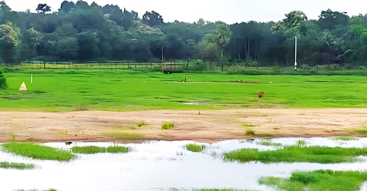 ফেনীর পরশুরাম সীমান্ত থেকে ৫ গরু নিয়ে গেছে বিএসএফ