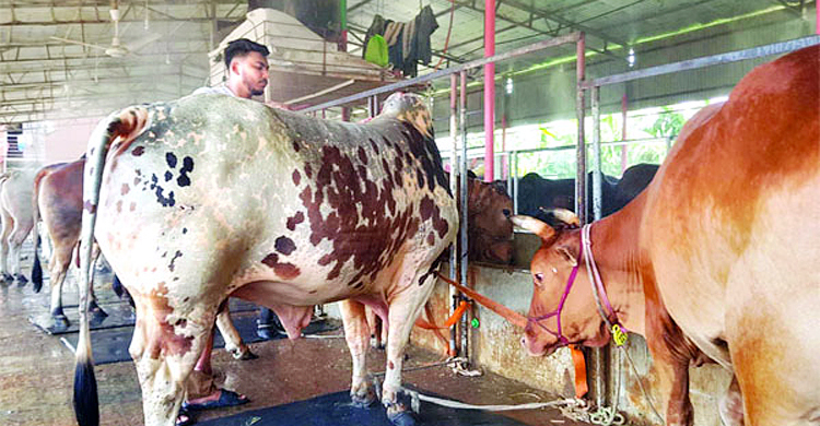হাট কাঁপাতে প্রস্তুত ফেনীর ‘লাল বাহাদুর ও সুলতান’