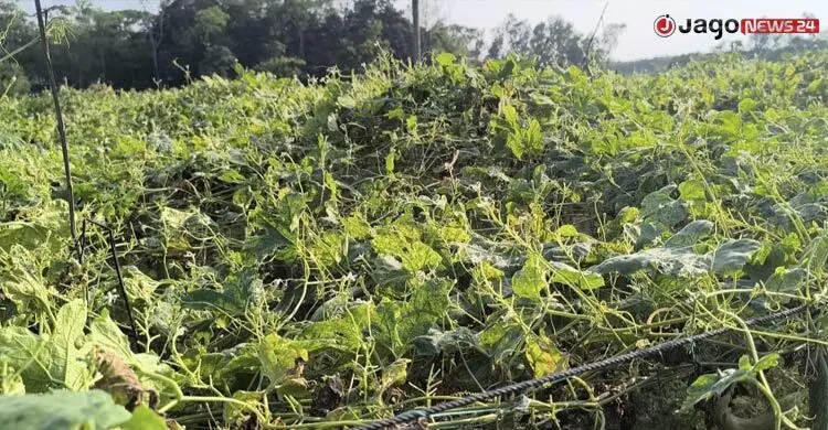 ফেনীতে ‘বারোমাসি’ খালে বদলেছে কৃষকের ভাগ্য